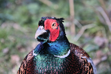 A view of a Pheasant at Leighton Moss Nature Reserve