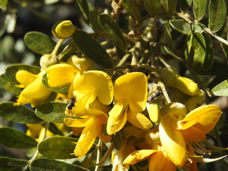 Hawaiian Yellow Faced Bee
