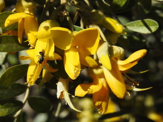 Hawaiian Yellow Faced Bee