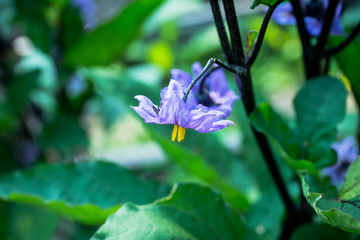 Blooming eggplant in the garden. Shallow depth of field. 
