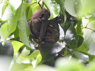 Hawaiian Hoary Bat