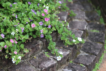 ガーデニングの色とりどりのバコパの花
Colorful small flowers of gardening.