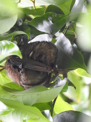 Hawaiian Hoary Bat