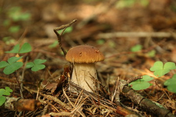 mushroom in the forest. Mushroom in autumn forest. Beautiful boletus edulis mushroom. 