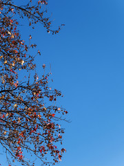 Red maple leaves against a dull blue sky, looking up. Autumn concept. Ideas for a screensaver or autumn background. Autumn frame