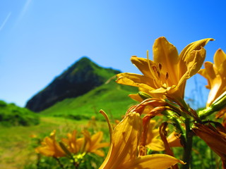 大野亀とカンゾウ