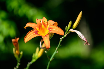 Vivid orange flowers of Lilium or Lily plant in a British cottage style garden in a sunny summer day, beautiful outdoor floral background photographed with soft focus.
