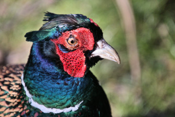 A view of a Pheasant at Leighton Moss Nature Reserve