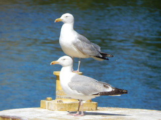 seagull on the beach