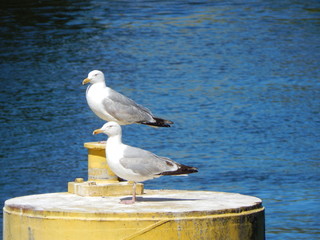 seagull on the pier