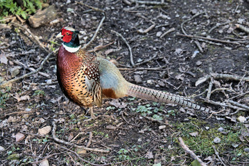 A view of a Pheasant at Leighton Moss Nature Reserve
