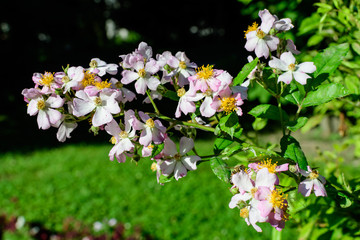 Bush with many delicate white roses in full bloom and green leaves in a garden in a sunny summer day, beautiful outdoor floral background photographed with soft focus.