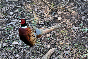A view of a Pheasant at Leighton Moss Nature Reserve