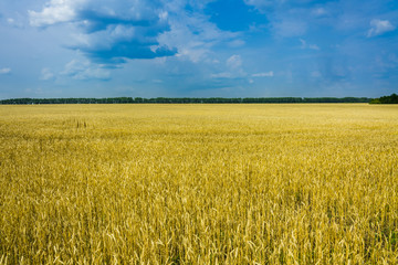 Ripe golden wheat on the field. Selective focus. Shallow depth of field. 