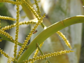 Wildlife in Palm Trees
