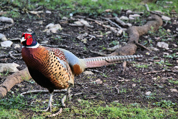 A view of a Pheasant at Leighton Moss Nature Reserve