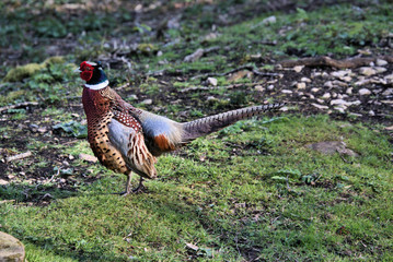 A view of a Pheasant at Leighton Moss Nature Reserve
