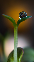 dew drop on a young plant sprouting the release of young leaves