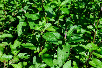 Fresh green peppermint or mentha × piperita, also known as Mentha balsamea leaves in direct sunlight, in an organic herbs garden, in a sunny summer day.