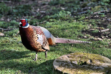 A view of a Pheasant at Leighton Moss Nature Reserve