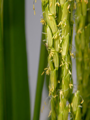 Rice  field,Pollen rice.