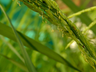 Rice  field,Pollen rice.