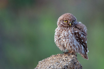 Little owl Athene noctua stands on a stone on a green background