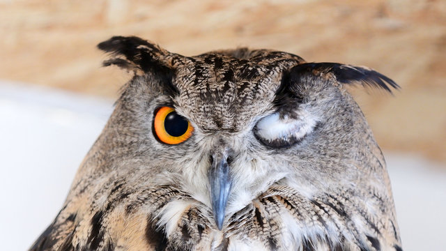 Eurasian Eagle Owl - Bubo bubo, with one eye closed