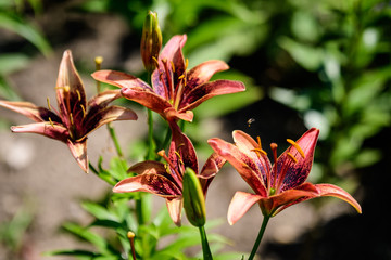 Vivid red flowers of Lilium or Lily plant in a British cottage style garden in a sunny summer day, beautiful outdoor floral background photographed with soft focus.