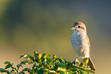 Red-backed Shrike,Lanius collurio, sitting on a branch of a bush