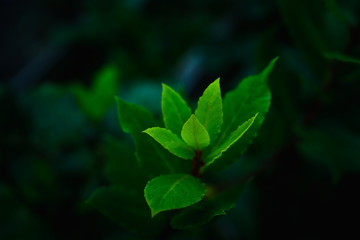 Green bay tree growing in the garden. Selective focus. Shallow depth of field.