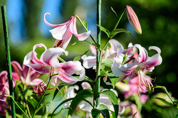 Delicate white and pink flowers of royal lily or lilium, known as king's lily in a British cottage style garden in a sunny summer day, beautiful outdoor floral background photographed with soft focus.