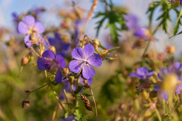 Blaue Blüte