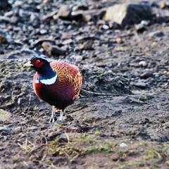 A view of a Pheasant at Leighton Moss Nature Reserve