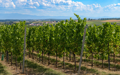 Fototapeta na wymiar Paysage viticole route du vin en Alsace 