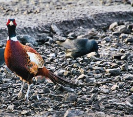 A view of a Pheasant at Leighton Moss Nature Reserve