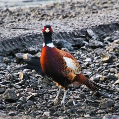 A view of a Pheasant at Leighton Moss Nature Reserve