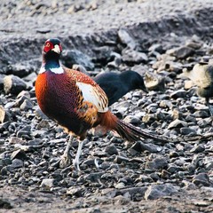 A view of a Pheasant at Leighton Moss Nature Reserve