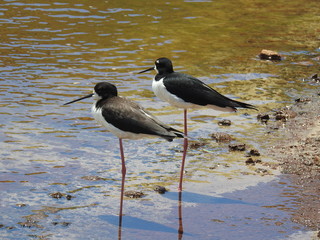 Hawaiian Waterbirds