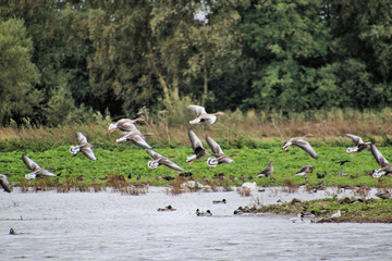 Pink Footed Geese in flight