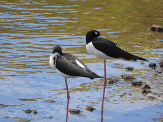 Hawaiian Waterbirds