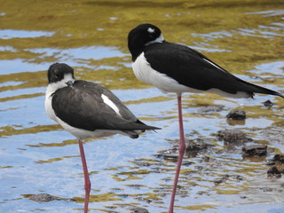 Hawaiian Waterbirds