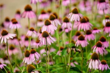 Vivid vivid pink delicate echinacea flowers in soft focus in a garden in a sunny summer day.