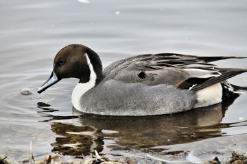 A Pintail Duck on the water