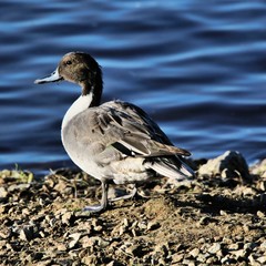 A Pintail Duck on the water