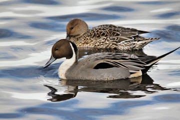 A Pintail Duck on the water