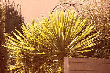 Two frond spheres palm tree part under the sunlight with other plants part in a yellow filter 3x2 photography shooted close-up