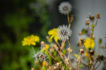 yellow dandelion flower