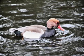 A Pochard Duck on the water