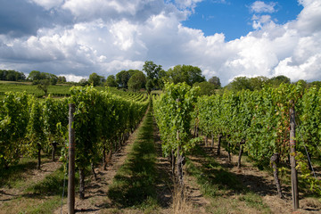Fototapeta na wymiar Paysage viticole en Alsace route du vin